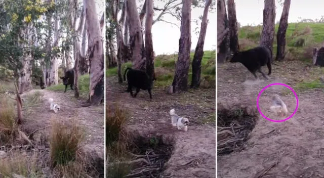 El perro se enfrentó a la vaca con intrépida acción.