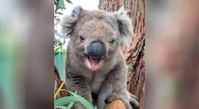 El comportamiento del koala asombró a los usuarios de Facebook.