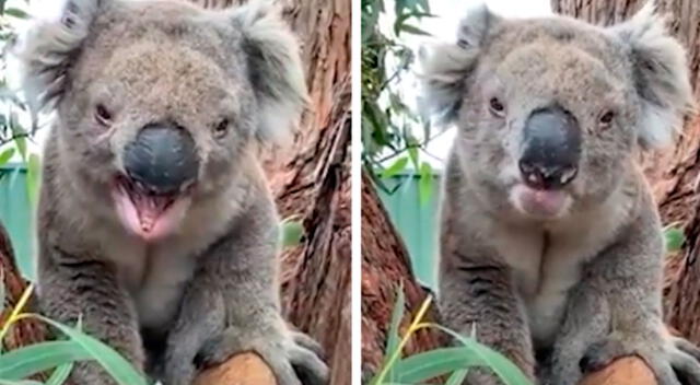 El comportamiento del koala asombró a los usuarios de Facebook.