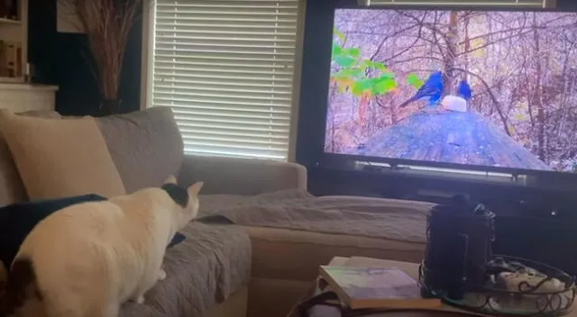 El gato destruyó la televisión por intentar atrapar un pájaro.