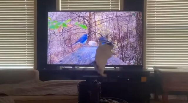 El gato destruyó la televisión por intentar atrapar un pájaro.