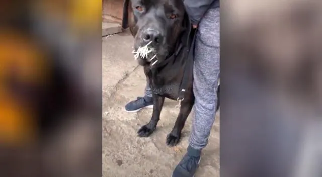 Puercoespín atacó a un perro y le dejó 500 púas clavadas en su hocico