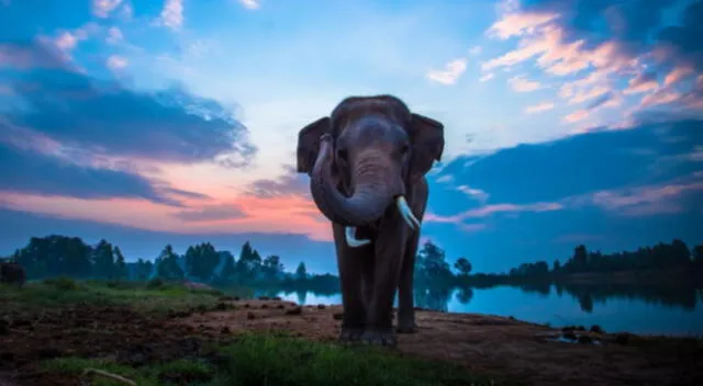 ¿Te atreves a descubrir el animal que acompaña al tierno elefante?. Este challenge alborotó a miles de cibernautas en Facebook.
