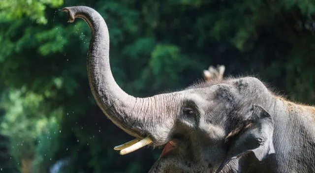 Reto visual: ¿Te atreves a encontrar al animal que acompaña al elefante?, mira aquí la foto que ha dejado impresionados a muchos internautas.