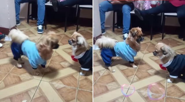 Los perros sorprendieron a más de uno con sus pasos.