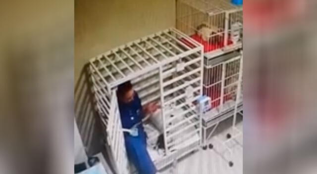 Video de una joven veterinaria leyendo un cuento a un perrito conmueve a todos