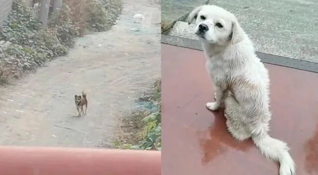 Los amigos de cuatro patas se negaron a dejarse de ver y permanecieron en el mismo lugar incluso bajo la lluvia.