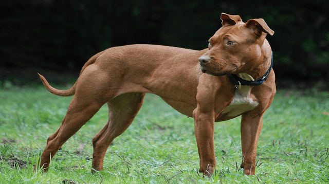 Los dueños del perro Pitbull no se han responsabilizado por los daños causados en la Schnauzer.