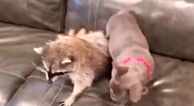 Joven descubre que su perro y un mapache se volvieron mejores amigos