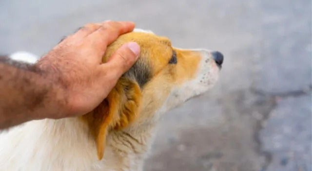 ¡Qué ternura! Una joven veterinaria fue captada mientras leía un cuento a un perro, la reacción del cachorro ha sorprendido a miles de internautas.