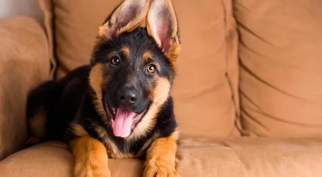 ¡Conmovedor episodio! Una mujer le leyó un cuento a un cachorro en la veterinaria y dejó sorprendidos a los internautas la reacción del curioso perrito.