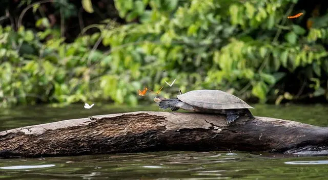 Diversa fauna en la Selva baja.