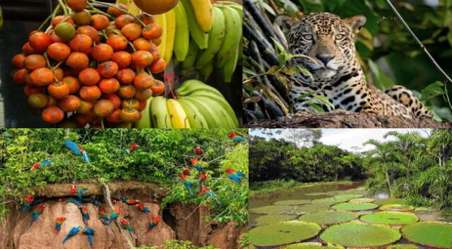 Gran biodiversidad en la Selva baja u Omagua.