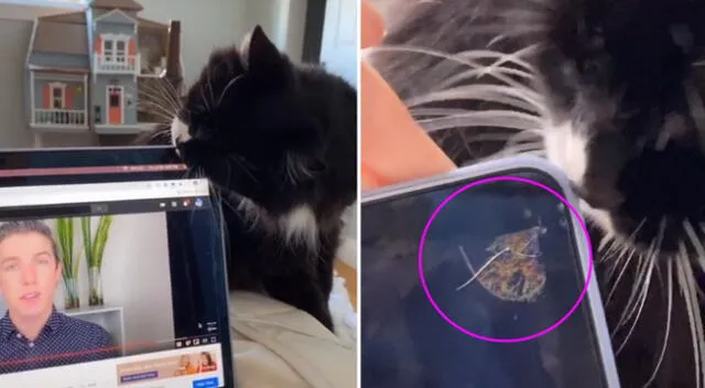 El gato aprovechó la distracción de su dueña y mordió su laptop.