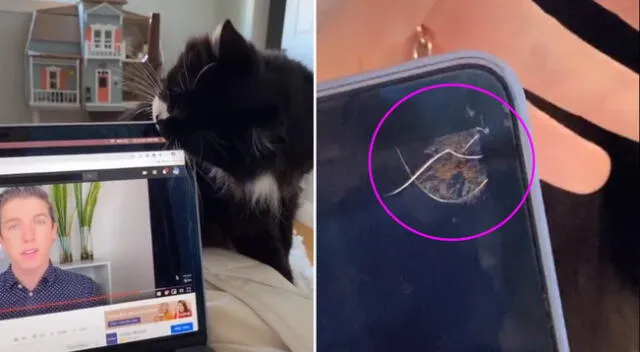 El gato aprovechó la distracción de su dueña y mordió su laptop.