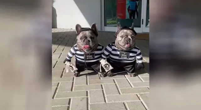 Perros realizan divertida parodia sobre el robo de un banco