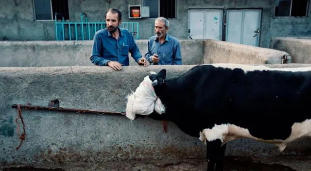 Vacas consuelan a su amiga antes de que la lleven al matadero