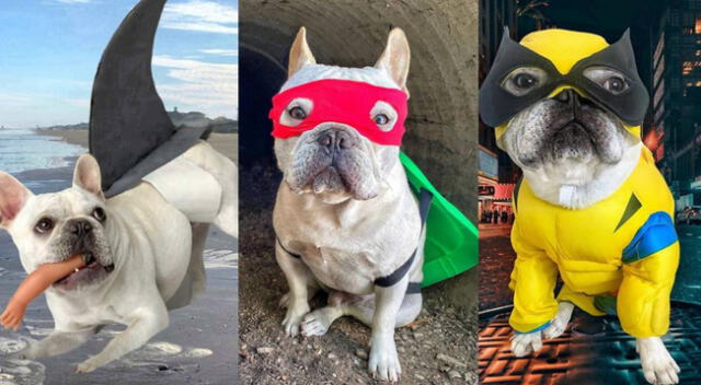 Toad, el bulldog que es famoso en Instagram.