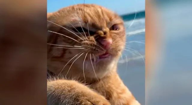 Gato causa furor por su graciosa reacción al visitar la playa por primera vez