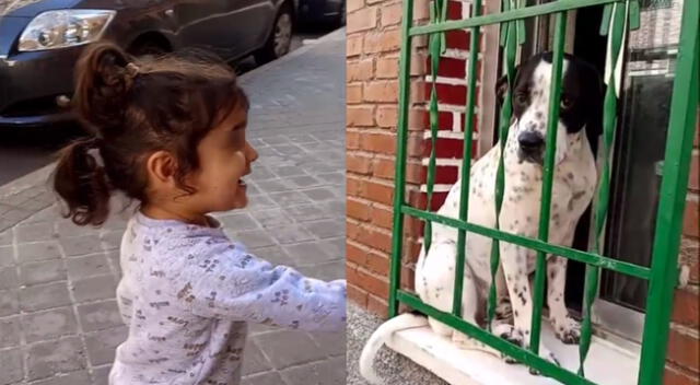 La niña confundió un perrito con una cabra y lo que desató la risa de usuarios de TikTok.