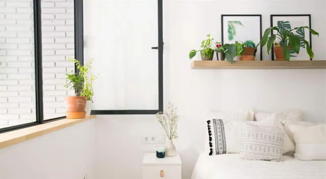 Las plantas y el orden harán de tu hogar un lugar ideal.