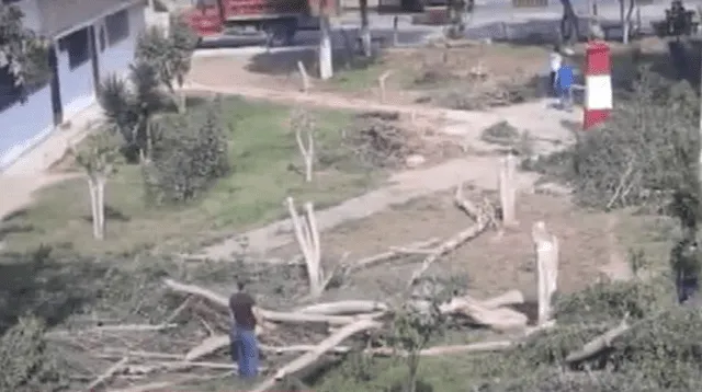 Los vecinos del parque José Quiñones denunciaron la tala de seis árboles.