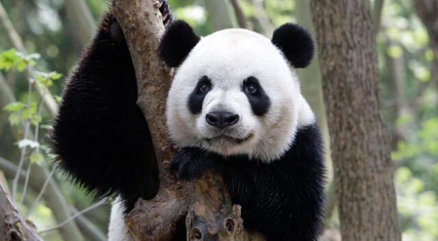 ¿Logras ver el oso panda oculto?