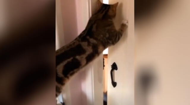 El gato abre la puerta mientras su dueño lo estaba grabando.