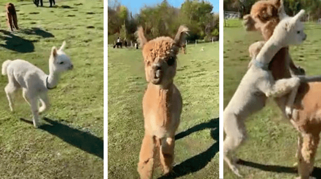 El tierno momento en el que una alpaca bebé abraza a su madre