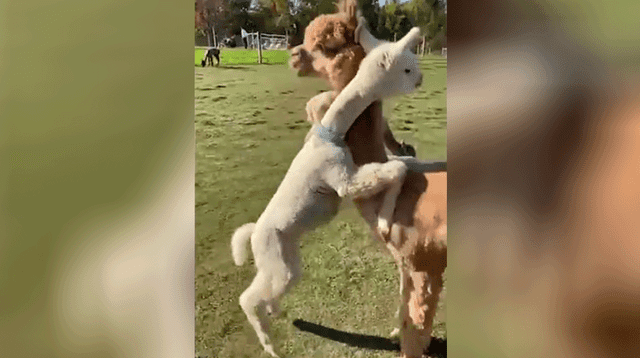 El tierno momento en el que una alpaca bebé abraza a su madre