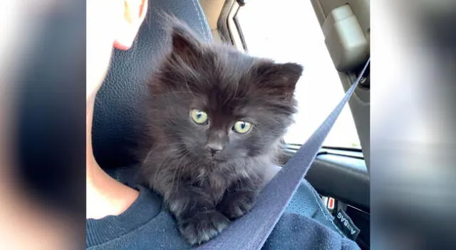 La curiosa reacción de una gatita al saber que fue adoptada