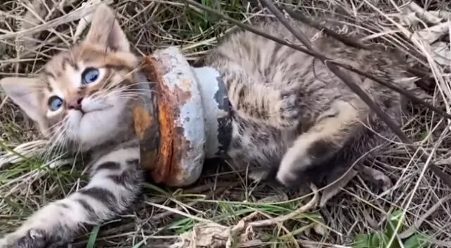 El gatito fue hallado en medio de un terreno abandonado.