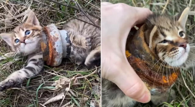 El gatito fue hallado en medio de un terreno abandonado.