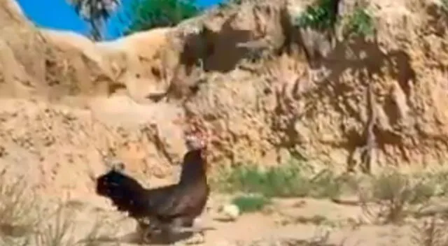 Gallina se enfrentó a un águila que intentó atacar a sus crías