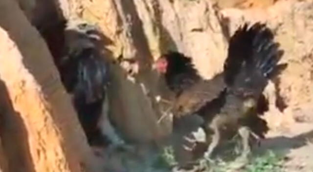 Gallina se enfrentó a un águila que intentó atacar a sus crías