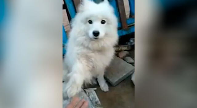 Perrito pide ayuda antes de que lo sacrifiquen en un mercado de China