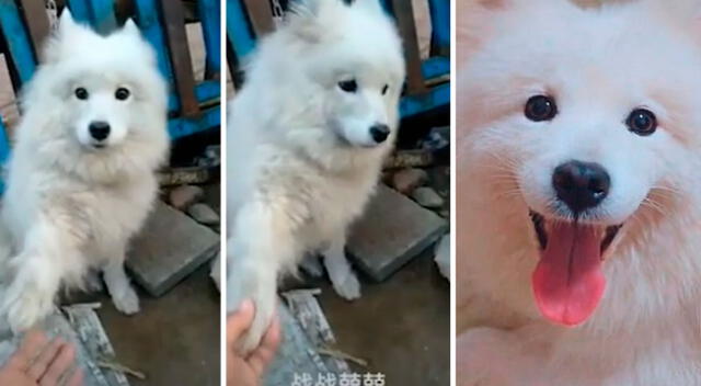 Perrito pide ayuda antes de que lo sacrifiquen en un mercado de China