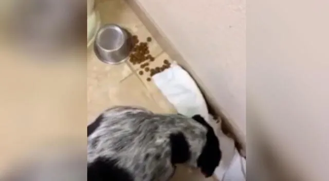 El curioso perrito intentó ocultar su travesura con un trapo