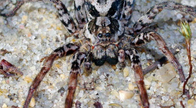 Encuentran una araña que disuelve los órganos de sus presas