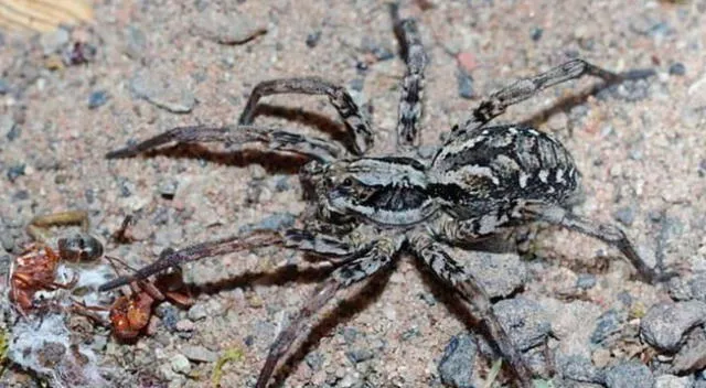 Encuentran una araña que disuelve los órganos de sus presas