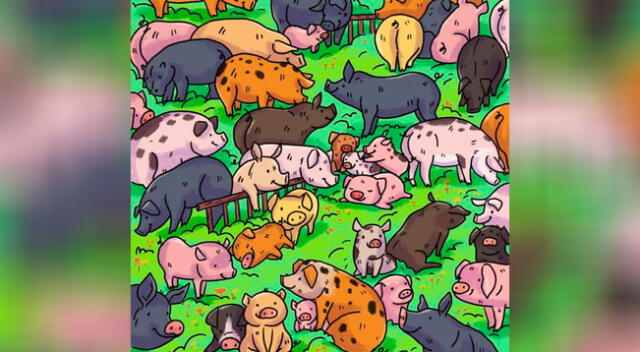 ¿Puedes ver al hipopótamo escondido entre los cerdos?