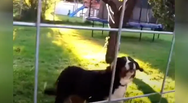 Adorable perrito no reconoce a su dueña luego de que se hiciera un cambio de look