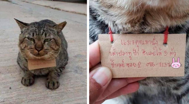 Gatito desaparece de su casa por varios días y regresa con una deuda