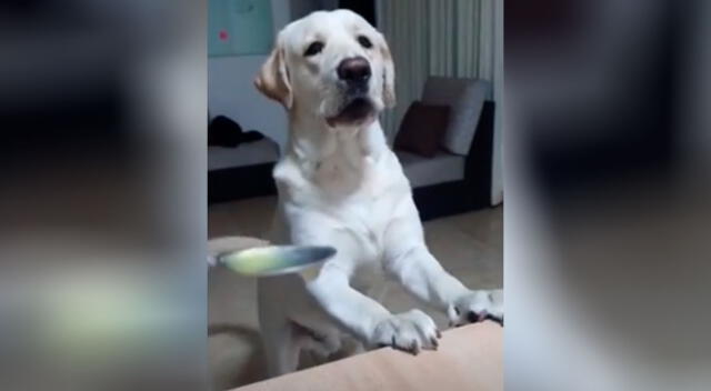 El perro se enfrentó a su dueña para que no le de más medicina.