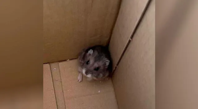 Gatito adoptó a dos roedores que habían sido abandonados