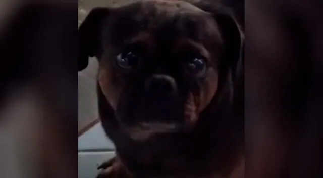 El perro con los “ojos más tristes” conmueve a todos en TikTok