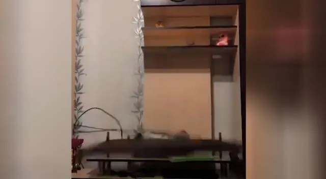 Travieso gato destruye el televisor de su dueño