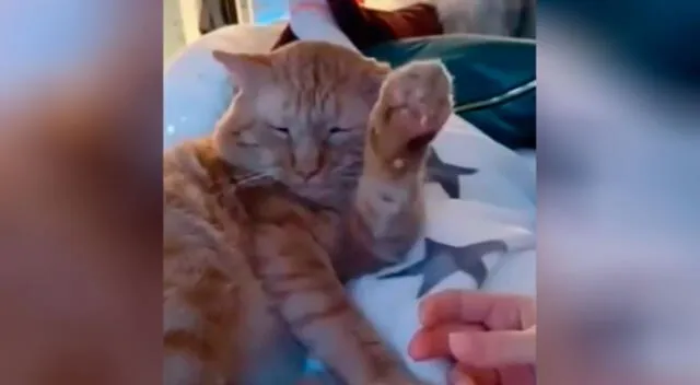 La curiosa reacción de un gatito que no dejó que su dueño lo acaricie
