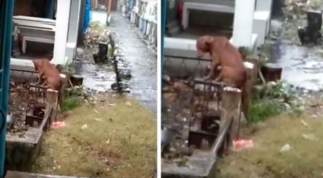 Perro se niega a abandonar la tumba de su dueño que falleció hace tres meses
