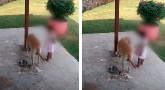 La niña no se fue hasta que su perro terminó sus croquetas